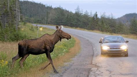 Victims Of Moose Vehicle Crashes Suing Newfoundland The Globe And Mail