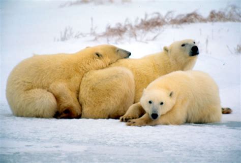 Polar Bears Fierce Predators Loving Mothers