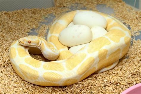 The Snake Search What Do Snake Eggs Look Like How Big Are They Kidadl