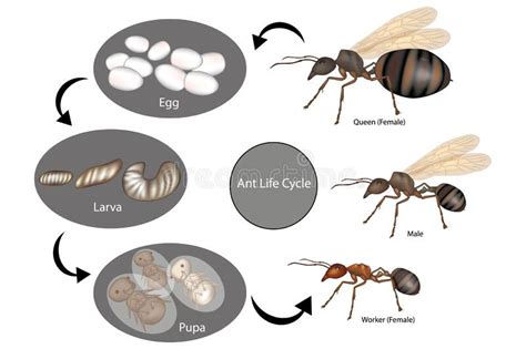 Un cycle de vie de termite illustration de vecteur. Illustration du