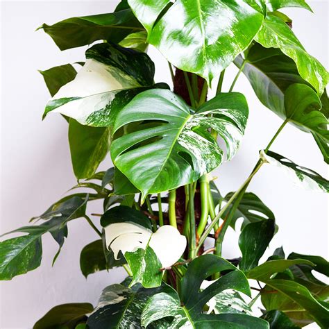 Sep 20, 2019 · monstera variegata or variegated monstera deliciosa is the trend in the houseplant community. Variegated Cheese Plant! |Also Known as the Monstera ...