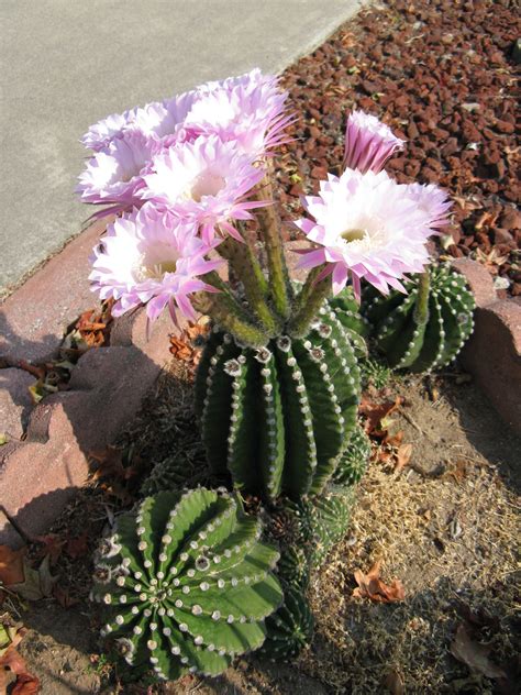Maybe you would like to learn more about one of these? Echinopsis eyriesii | Rare flowers, Cactus plants, Cactus ...