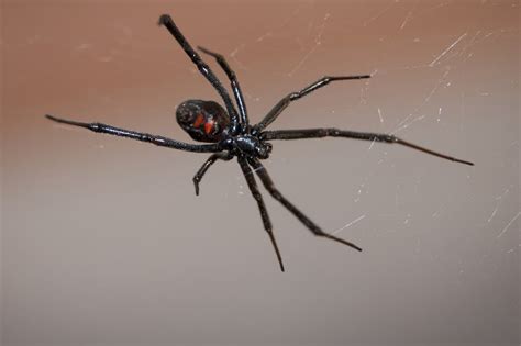 Scottish Warehouse Workers Find Deadly Black Widow Spider In Crate