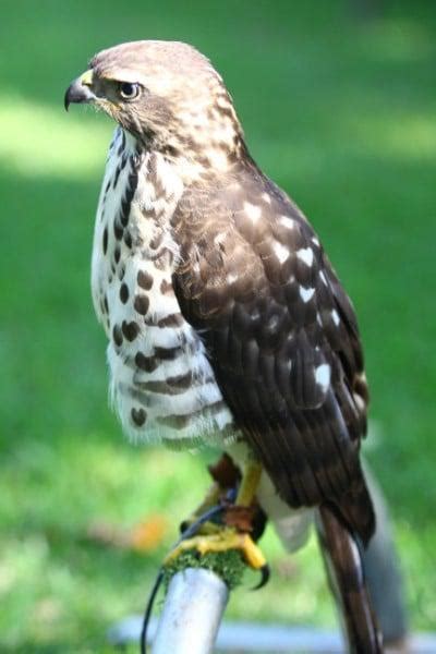 4 or more for $68.00/ea. Penryn College Celebrates 15 years of Falconry | Nelspruit