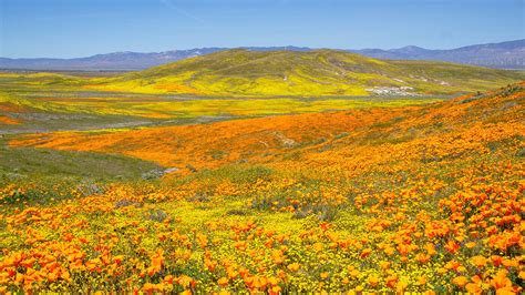 Best Places To See California Spring Blooms And Wildflowers This