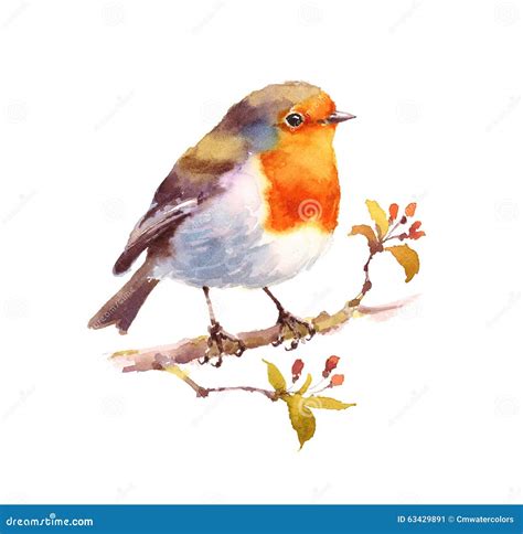 Robin Watercolor Bird Illustration Hand Painted Stock Illustration