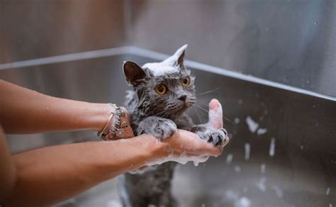 How Do I Wash My Cat Correctly Letsgetpet