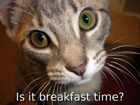 These Cats Have Questions Gallery Funny Animal Memes Animals