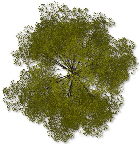Tree Plan Clip Art Arboles Transprent Png Free Download Plant Leaf Tree Tree