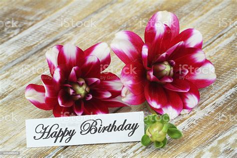 Buon compleanno design con sfondo colorato ghirlanda di fiori di primavera e scatola regalo. Buon Compleanno Carta Con Fiori Dalia - Fotografie stock e ...