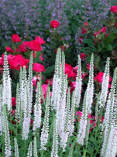 Best plants for summer colour! Vibrant Perennial Flowers That Bloom All Summer in 2020 ...