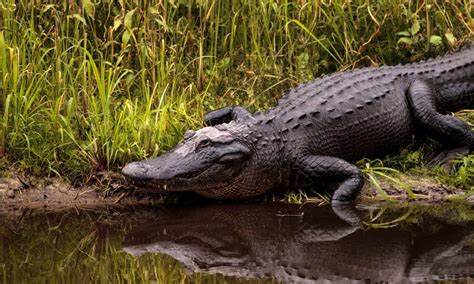 The Biggest Alligator Ever Found In South Carolina A Z Animals
