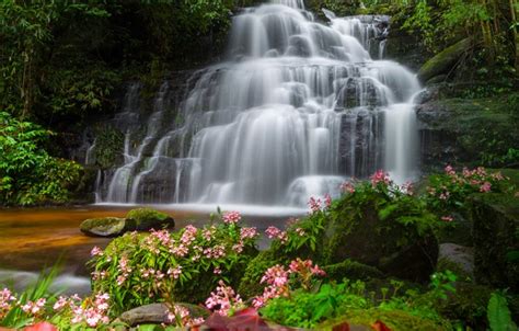 Wallpaper Forest Landscape Flowers River Rocks Waterfall Summer