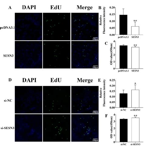 sesn3 inhibited pre adipocyte proliferation a d detection of download scientific diagram