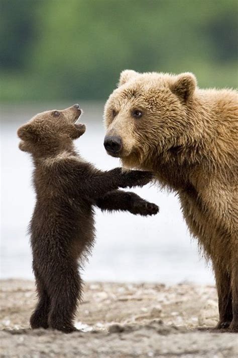 805 Best Grizzly Bears Images On Pinterest Wild Animals