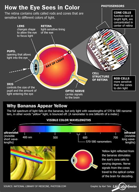 How Do We See Color Eye Facts Vision Eye Eye Health