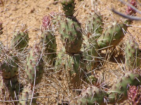 Any person transporting handguns into california is required under california law to transport those i was wondering if i can send my family in california farm fresh chicken eggs from my farm. Potato Prickly Pear - Colorado National Monument (U.S ...