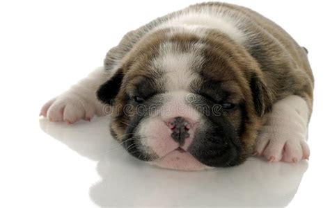Three Week Old Puppy Stock Photo Image Of Helpless Care 11741924