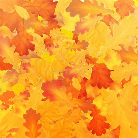 Gold Autumn Background Golden Maple And Oak Leaves Stock Vector