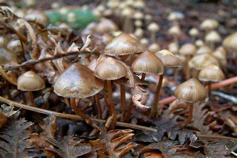Psychedelic Mushroom Identification Pacific Northwest All Mushroom Info