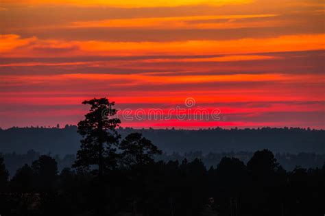 Sunset With Orange And Red Clouds Behind Pine Trees Stock Image Image