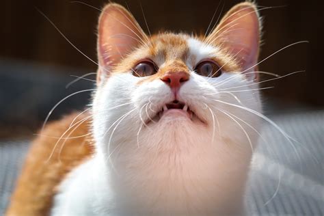 Fascinating Reasons Why Cats Chirp And What It Means Pawtracks