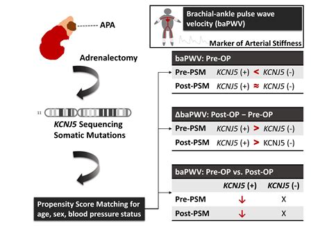 cancers free full text kcnj5 somatic mutations in aldosterone producing adenoma are