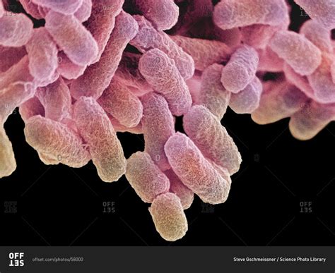 Magnification Of E Coli Escherichia Coli Bacteria Under
