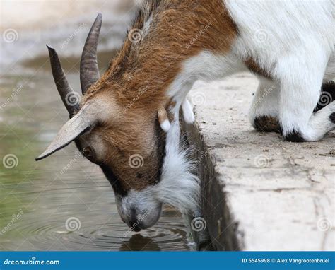 Goat Drinking Water Royalty Free Stock Photos Image 5545998