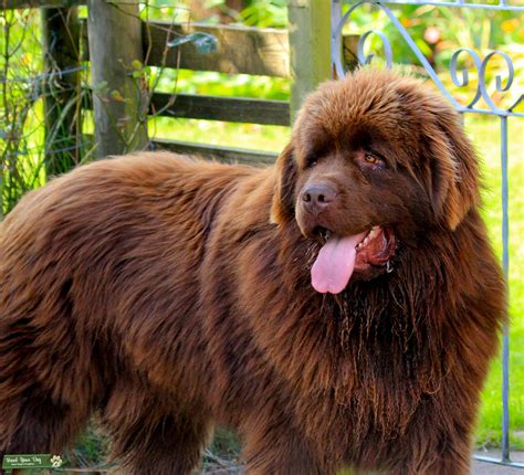 Visit our website to check upcoming litters. Stud Dog - Stuning large Brown Newfoundland Dog at Stud ...
