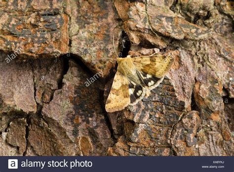 Caligo atreus the yellowedged giant owl is a butterfly of the nymphalidae family the species can be found from mexico to peru caligo atreus chester the o. Eulenfalter Stock Photos & Eulenfalter Stock Images - Alamy