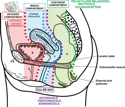 Schematic In The Midsagittal Plane Shows The Three Functional Anatomic Download Scientific