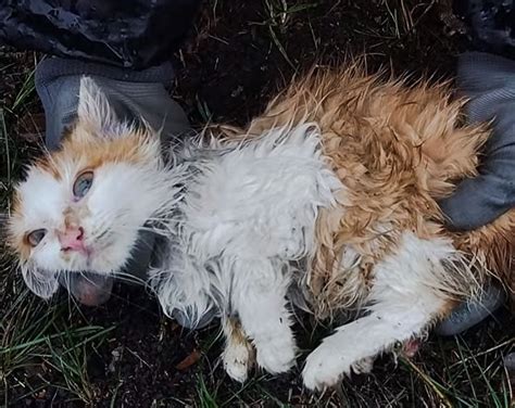 Gothic Rescue Of Drenched Kitten Stuck In A Tree Troubles Me