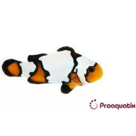 Proaquatix Black Ice Snowflake Clownfish Captive Bred Oceans Garden