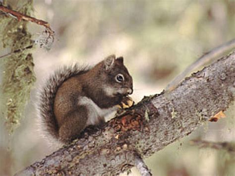 Computers May Help Save Mount Graham Red Squirrel University Of