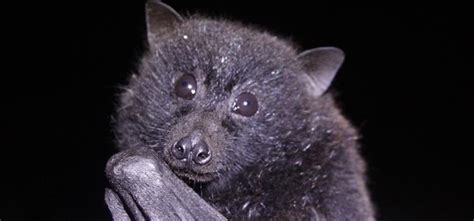Conservation Of The Christmas Island Flying Fox