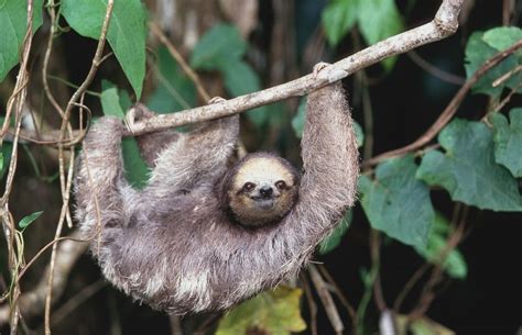 Preguiça the sloth Well known for being slow moving and for smiling