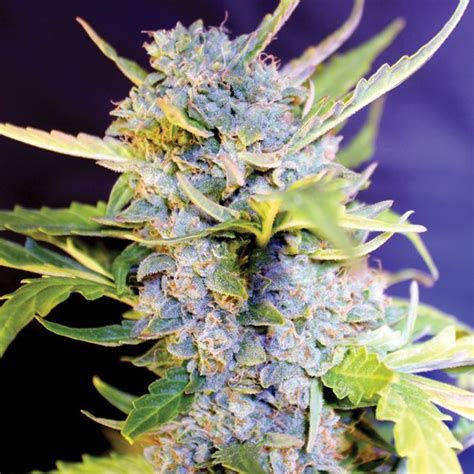 G13 Labs Seeds Auto Fro Yo Buy G13 Labs Cannabis Seeds Online