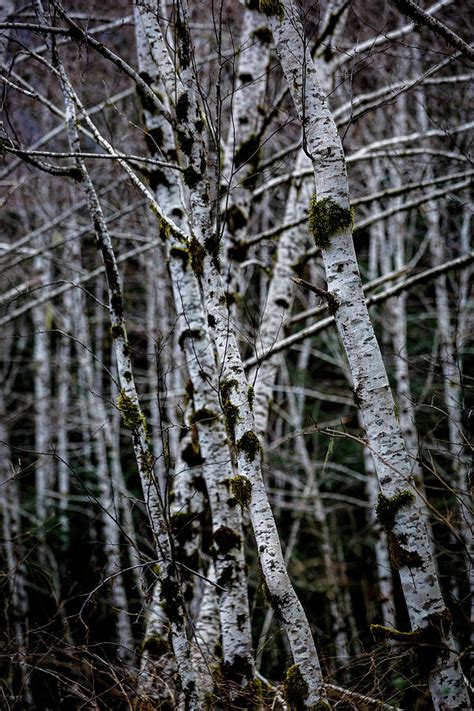 Alder Trees Photograph By Mike Penney Fine Art America