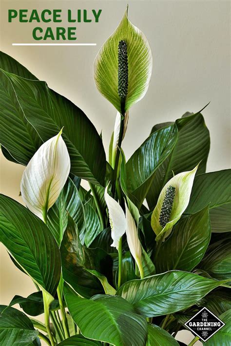 Download in under 30 seconds. Peace Lily Varieties Pictures