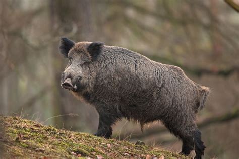 This activity was created by a quia web subscriber. Quels animaux sont omnivores ? - La Mode C'est Vous