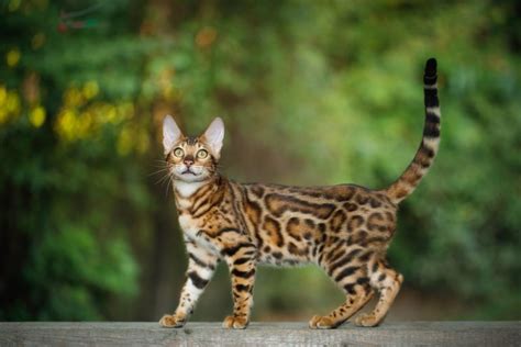 Bengals are extremely specific about litter boxes. Do Bengal Cats Have Long Tails?  2020 