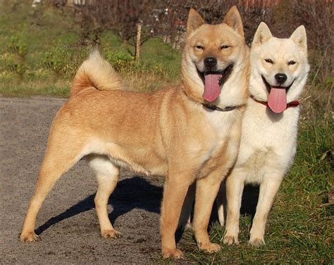 Hokkaido Dog Info Temperament Puppies Pictures