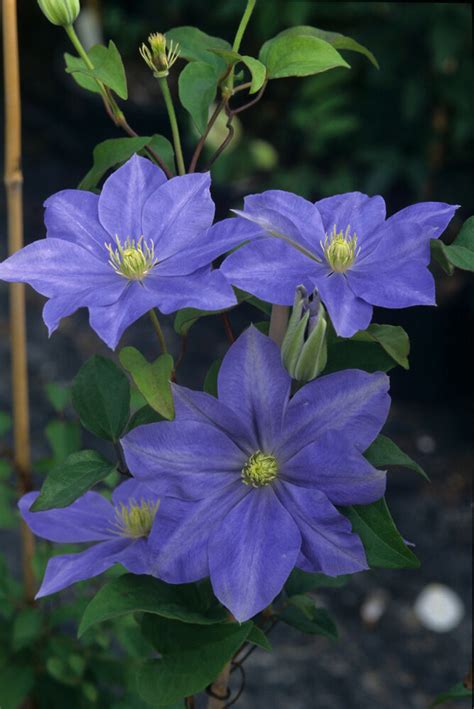 This episode is about hardy geraniums, perennial plants available in a wide variety of sizes, shapes and. Blue Clematis Fujimusume Perennial Vine Plant Flower | eBay