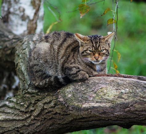 Télécharger en moins de 30 secondes. Chats Sauvages En France • Les plus belles photos par ...