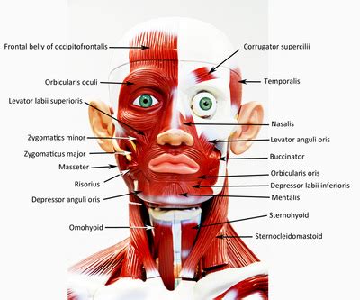 Human torso anatomy model the teeth: Torso 3B - labeled - HUMAN ANATOMY WEB SITE