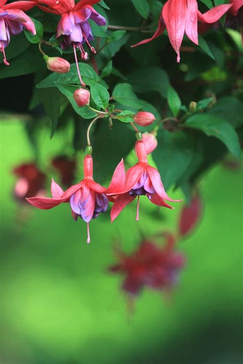 How To Care For Trailing Fuchsia Plants Hunker