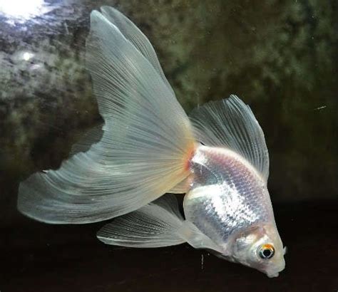 Gorgeous White Veiltail Veiltail Goldfish Goldfish Types Pretty Fish