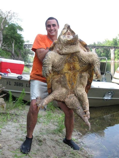 It has nearly 40 million residents on the east coast, the most populous state is new york, which is the fourth most populous in the located in the southeastern corner of the north american continent, georgia is the 21st largest. Largest freshwater turtle in North America