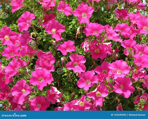 Pretty Pink Petunias During The Heat Of Summer Stock Photo Image Of